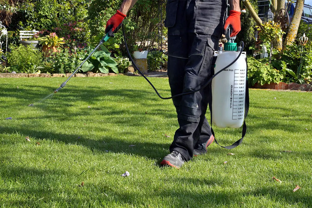 A man dressed in a black shirt and pants sprays water on a green lawn, tending to the grass.