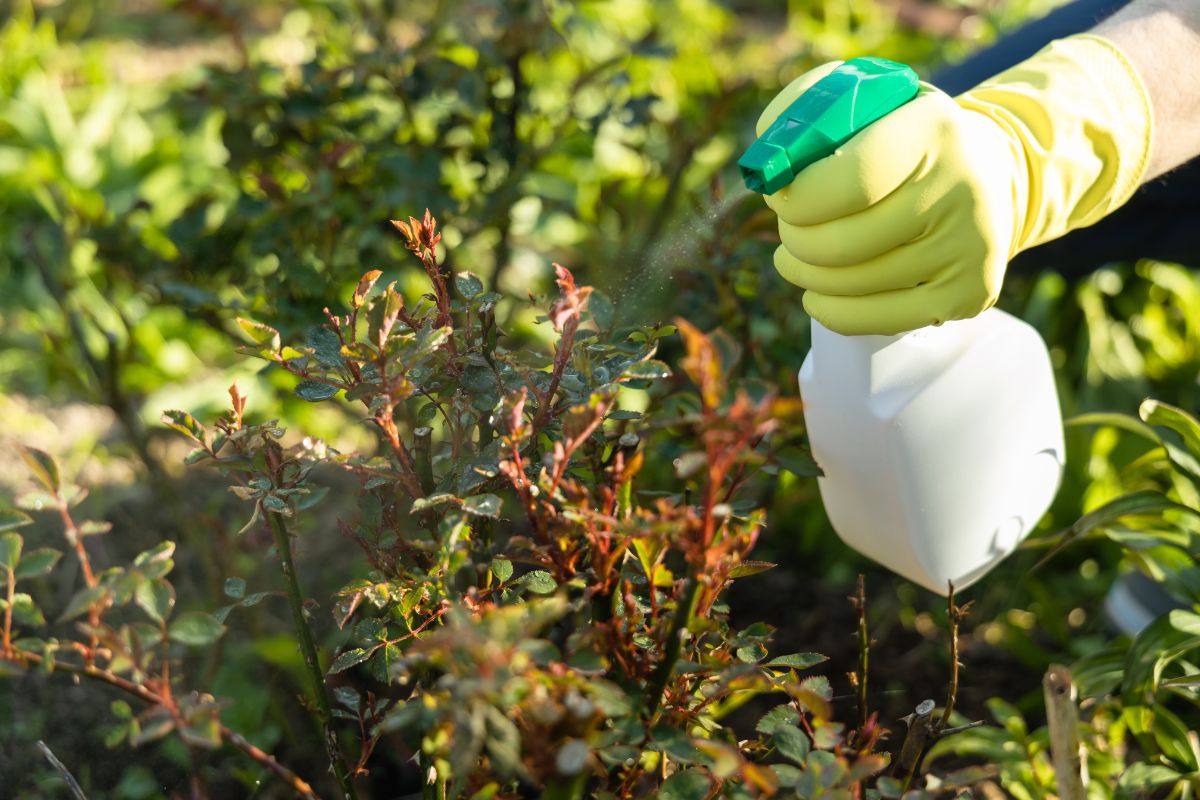 How Can You Eliminate Weeds Before They Can Even Appear in Rockford: Effective Strategies for a Weed-Free Landscape