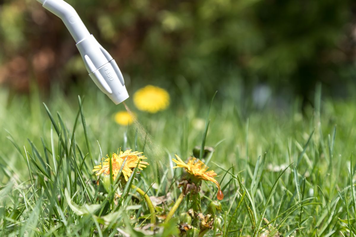 A person waters a blooming flower using a garden hose, nurturing the plant with care and attention