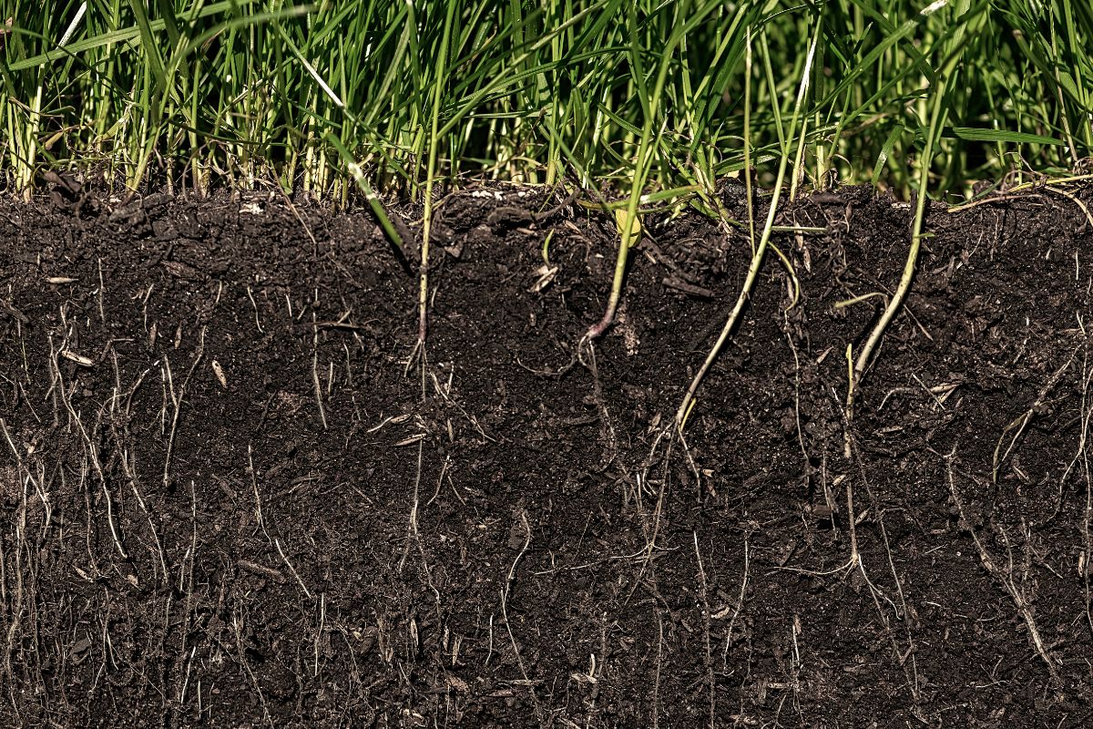 Soil and grass with visible roots, showcasing the connection between the earth and plant life in a natural environment.
