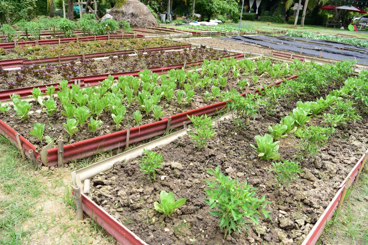 A well-maintained vegetable garden showcasing orderly rows of healthy plants thriving in the earth.