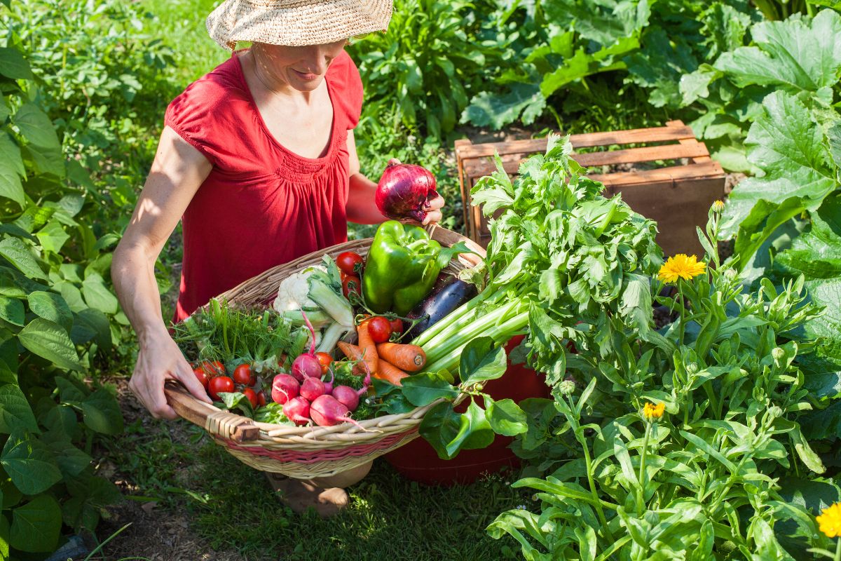 A woman harvesting fresh vegetables from her vibrant garden, showcasing her dedication to gardening and healthy living.
