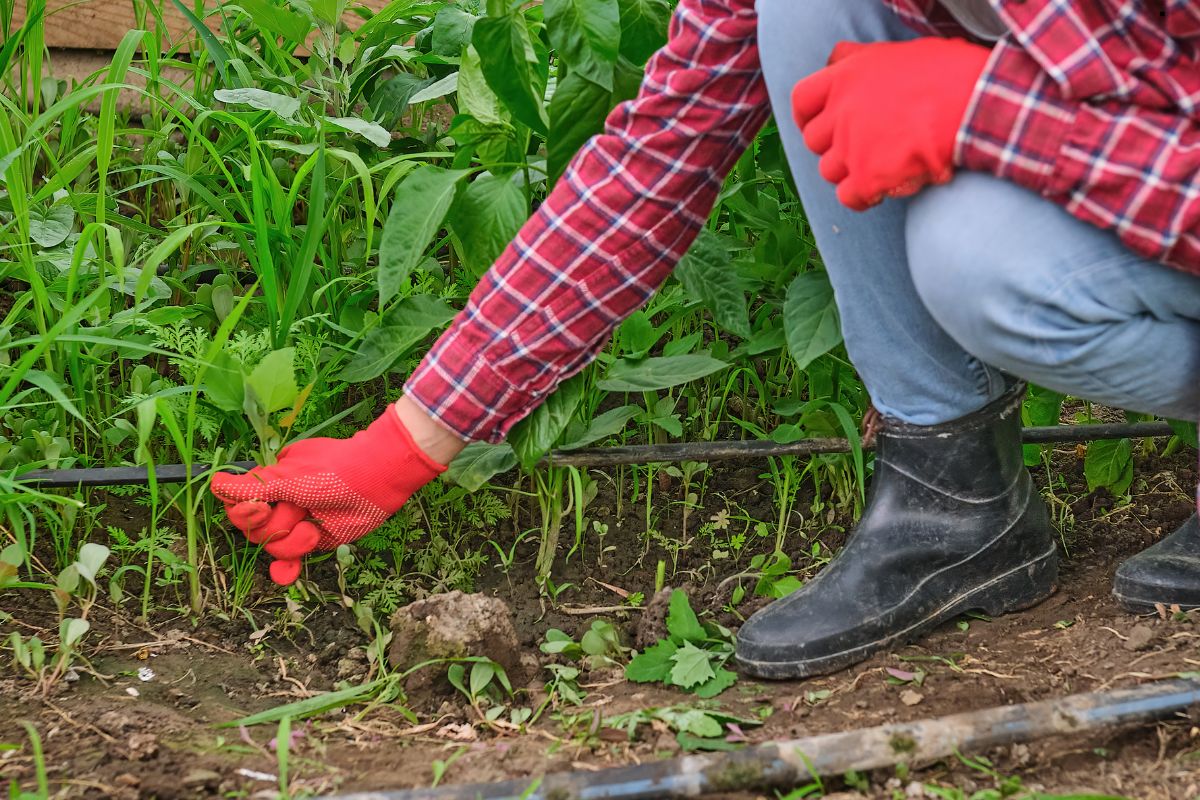 A gardener in red gloves kneels, carefully removing weeds from a lush green vegetable garden with young plants.